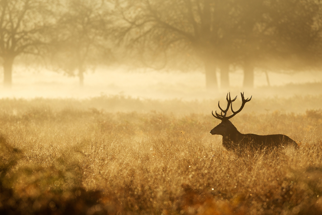 Red Deer Stag in the Forest